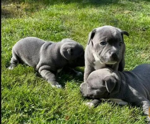Blue Staffy Pups With Mum and Dad